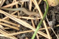 Podarcis muralis