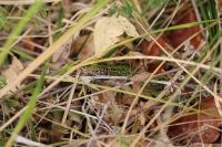 Lacerta bilineata