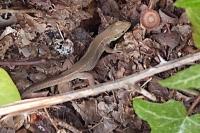 Lacerta bilineata bilineata