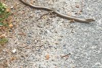 Anguis fragilis