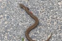 Vipera aspis