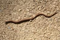 Anguis fragilis