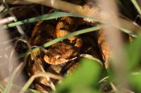 Vipera aspis