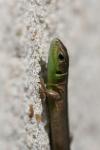 Lacerta bilineata bilineata