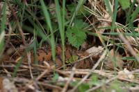 Vipera aspis