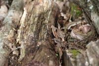 Vipera aspis