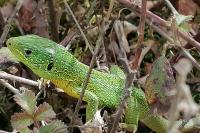 Lacerta bilineata bilineata