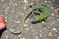 Lacerta bilineata bilineata