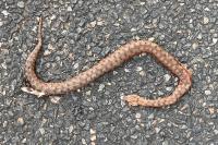 Vipera aspis