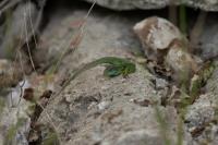 Lacerta bilineata bilineata