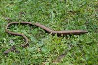 Anguis fragilis