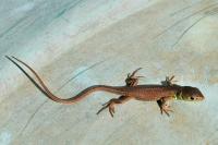 Lacerta bilineata bilineata