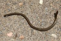 Anguis fragilis