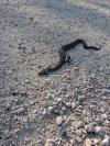 Vipera aspis