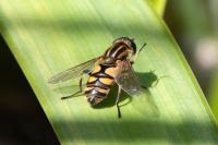 Helophilus pendulus