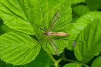 Tipula