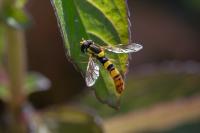 Sphaerophoria scripta