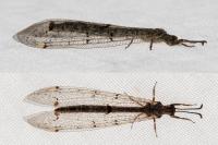 Distoleon tetragrammicus