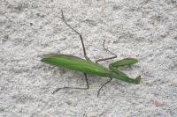 Mantis religiosa