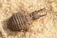 Distoleon tetragrammicus