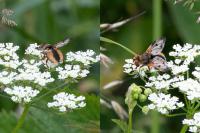 Ectophasia crassipennis