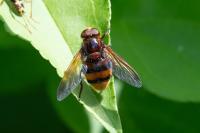 Volucella zonaria