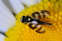 Urophora quadrifasciata