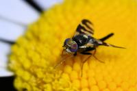 Urophora quadrifasciata