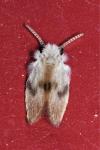 Psychoda surcoufi