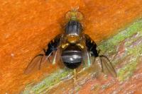 Anomoia purmunda