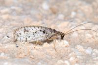 Micromus variegatus