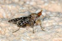 Trypetoptera punctulata