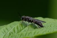Hermetia illucens