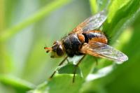 Tachina fera