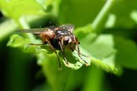 Tachina fera