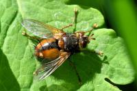 Tachina fera
