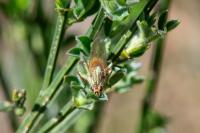 Scathophaga stercoraria