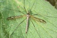 Tipula vittata