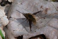 Bombylius major