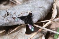Hemipenthes morio