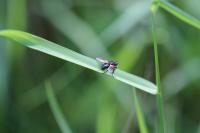 Zophomyia temula
