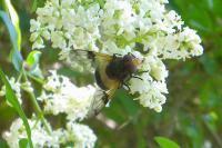 Volucella pellucens