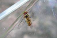 Episyrphus balteatus