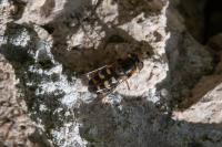 Scaeva selenitica