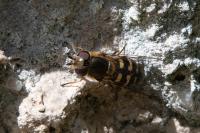Scaeva selenitica