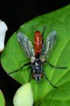 Cylindromyia bicolor