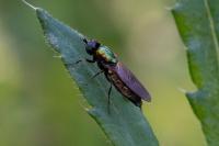 Chloromyia formosa