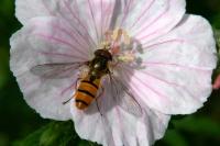 Episyrphus balteatus