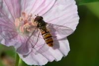 Episyrphus balteatus
