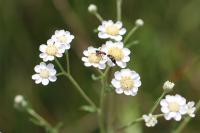 Cylindromyia